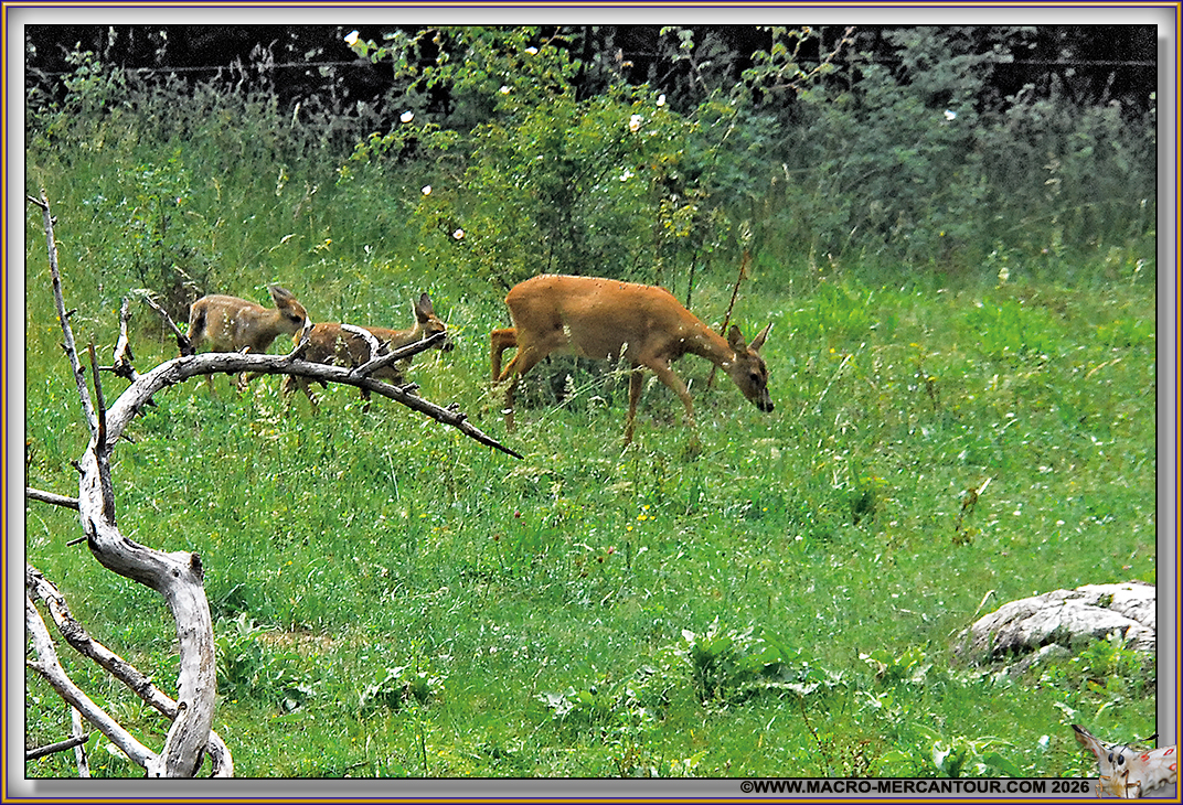 FAONS et BICHE
